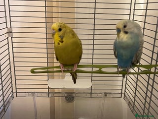 Budgerigars birds - Advert 36