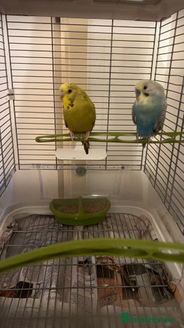 Budgerigars birds - Advert 5
