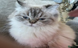 Persian cats for sale: Colourpoint Persian - Image 4
