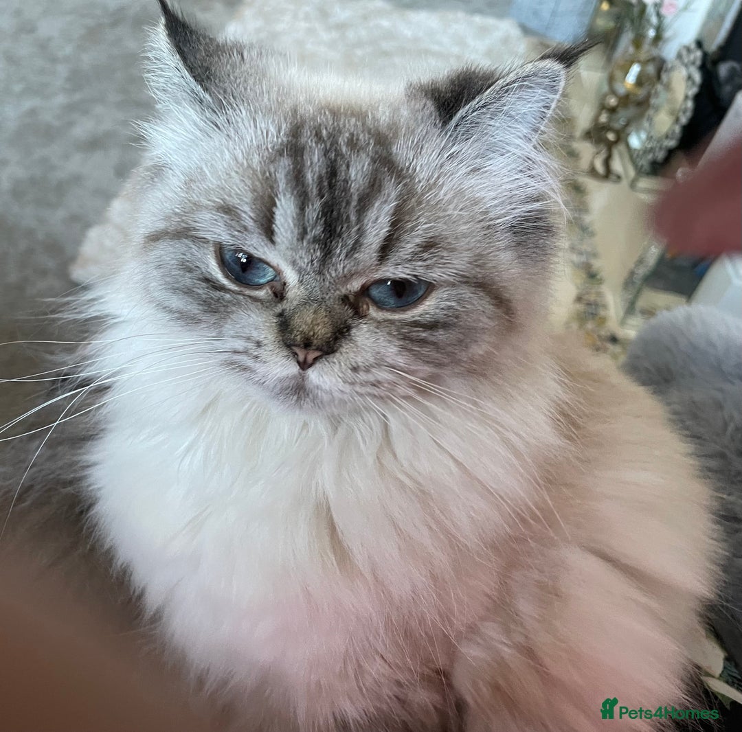 Persian cats for sale: Colourpoint Persian - Image 4