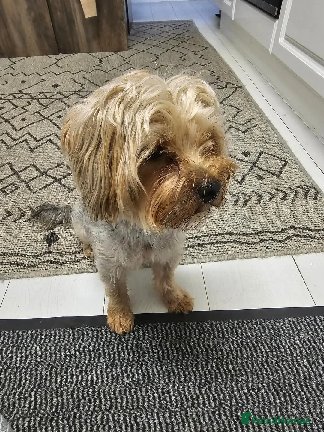 Yorkshire Terrier dogs for sale: Pure Yorkshire Terrier  - Advert 2