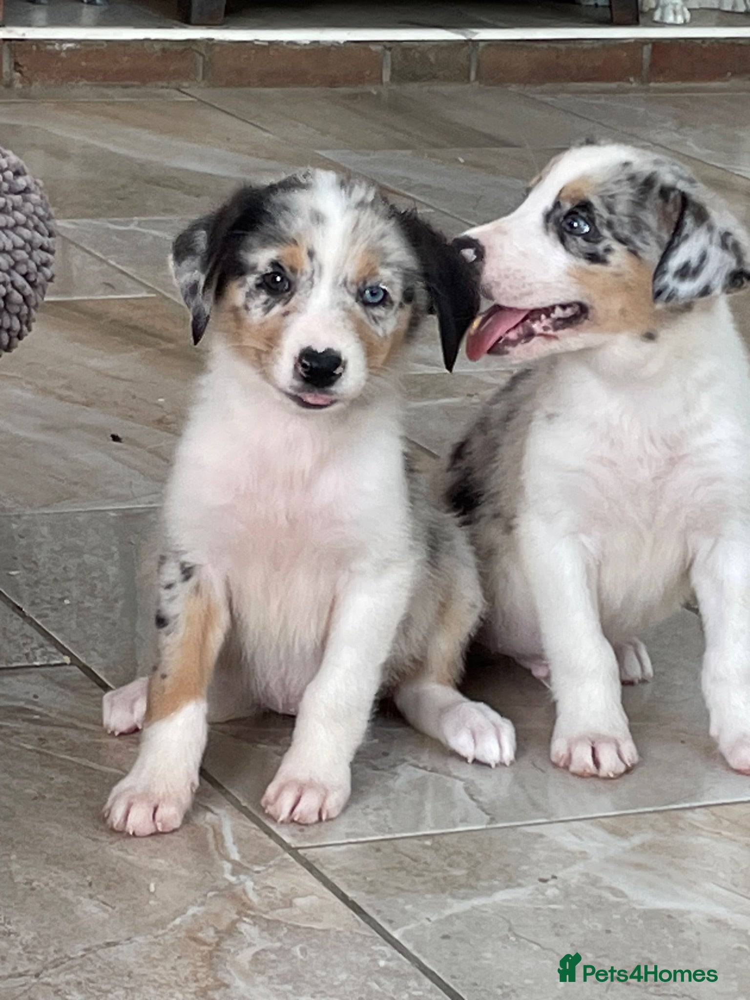 Australian Shepherd dogs Boys and girls available  - Advert 2
