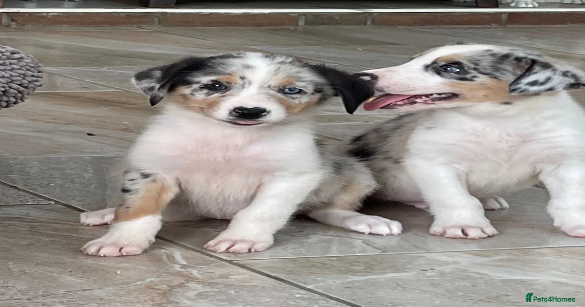 australian-shepherd-puppies-for-sale-pets4homes