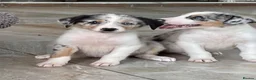 Australian Shepherd dogs for sale: Boys and girls available  - Advert 1