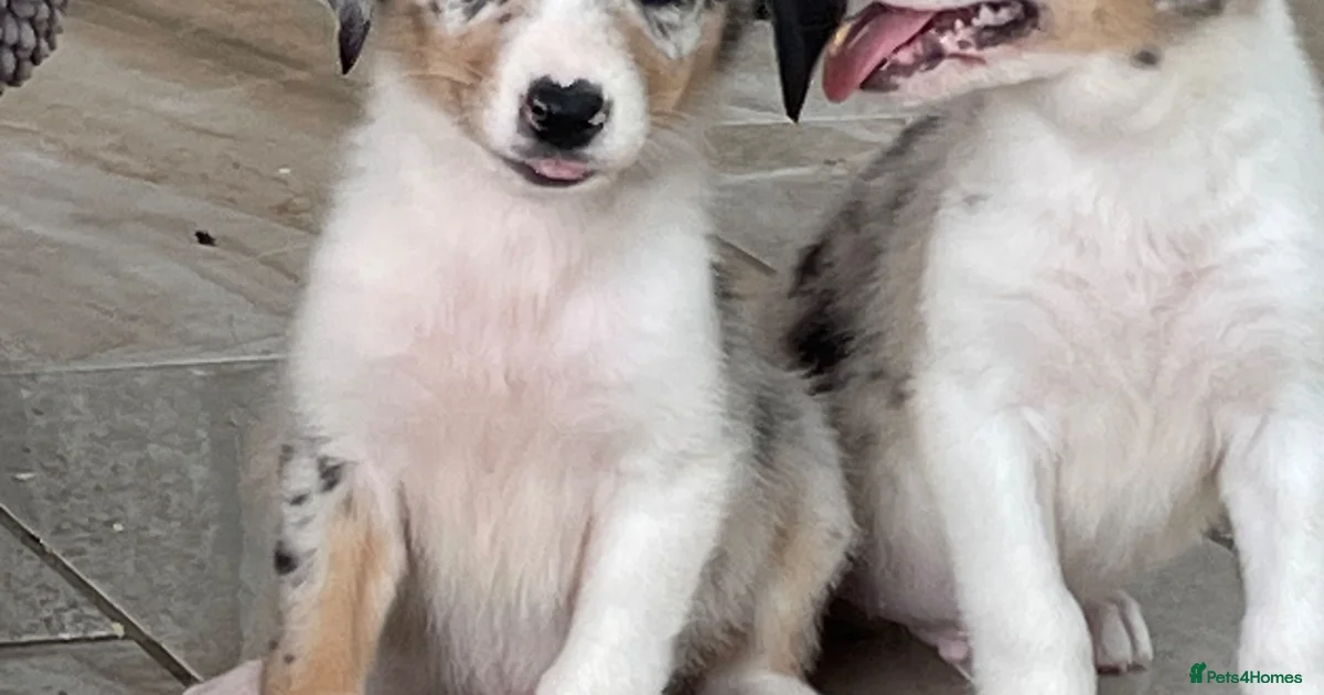 Australian Shepherd Puppies For Sale Pets4Homes australian-shepherd-puppies-for-sale-pets4homes