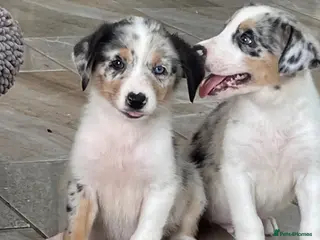 Australian Shepherd dogs Boys and girls available - Advert 5
