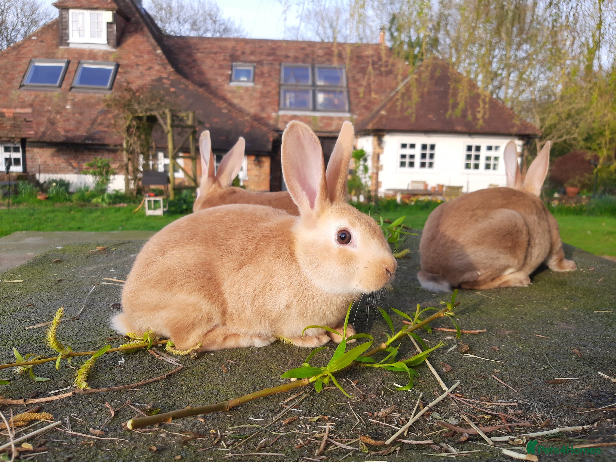 Rex rabbits Orange rex - Advert 19