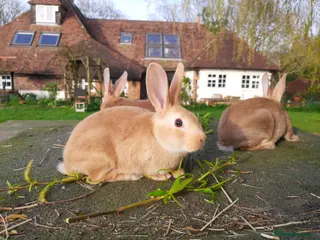 Rex rabbits Orange rex - Advert 19