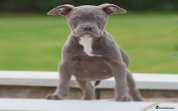 Old Tyme Bulldog dogs for sale: Why Settle for Less? 5⭐️Rated, 23 Years Experience - Image 11