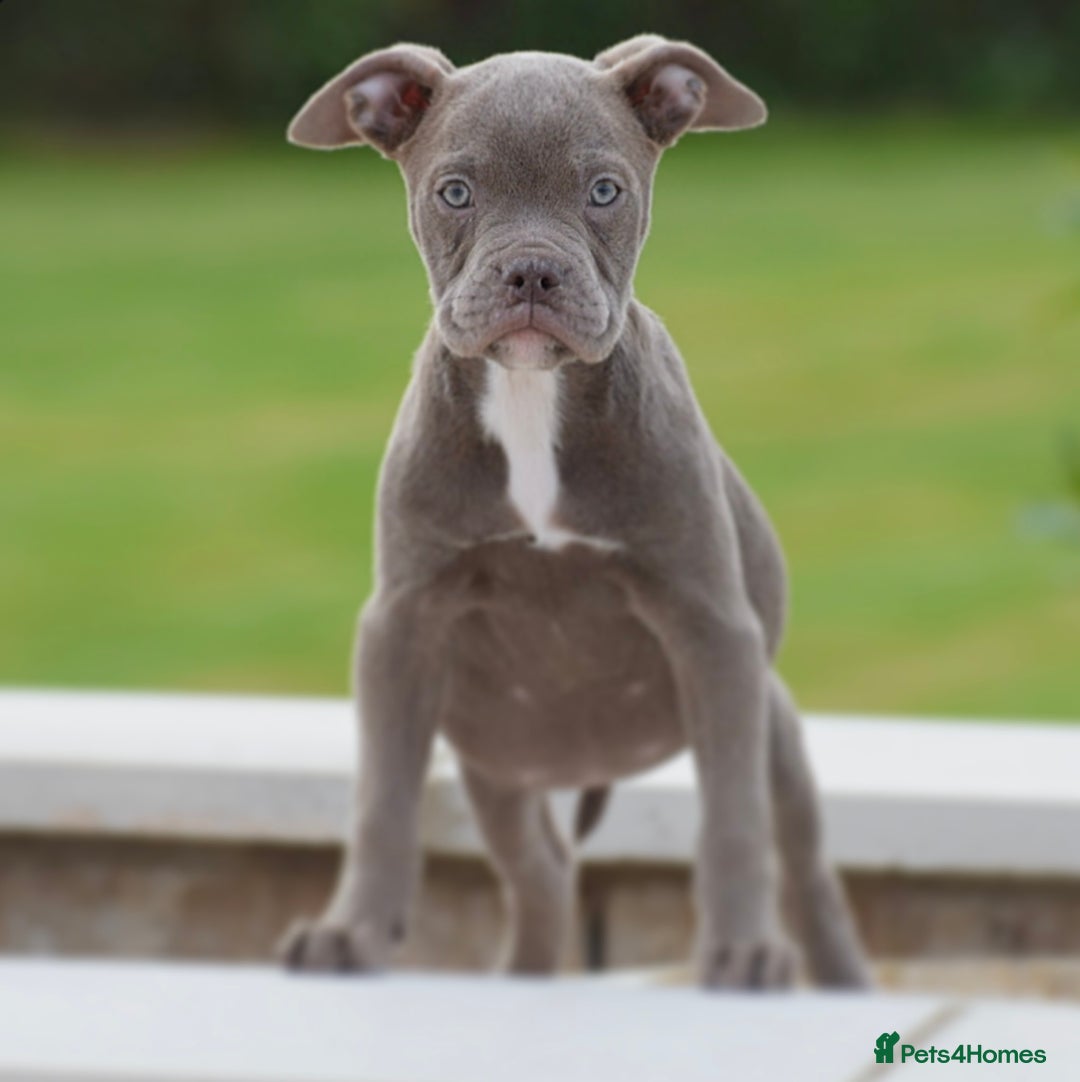 Old Tyme Bulldog dogs for sale: Why Settle for Less? 5⭐️Rated, 23 Years Experience - Image 11