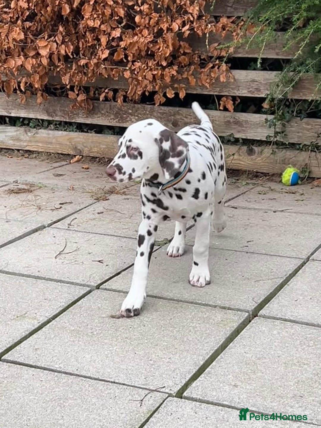 Dalmatian dogs for sale: This is an all liver litter of Dalmatian puppies - Advert 3