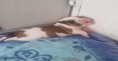American Bulldog dogs - Advert 8