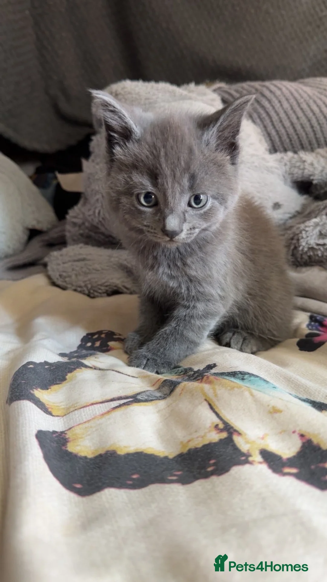 Mixed Breed cats for sale: Mixed breed kittens  - Advert 7