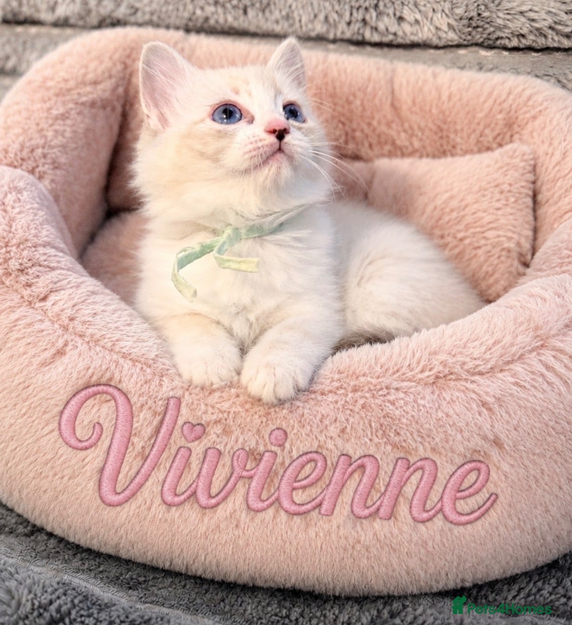 Ragdoll cats 💫 EXQUISITE RAGDOLL KITTENS - READY NOW 🏡 - Advert 3