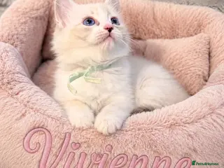 Ragdoll cats 💫 EXQUISITE RAGDOLL KITTENS - READY NOW 🏡 - Advert 3