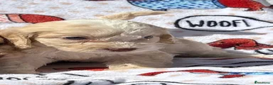 Cockapoo 6