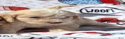 Cockapoo dogs for sale:  F1 cockapoo puppies  - Advert 7