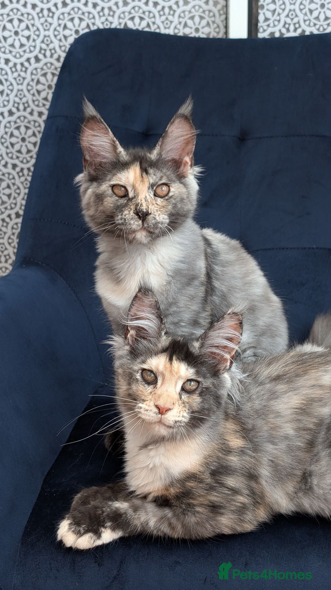 Maine Coon cats Pedigree Maine coons kittens Tica registered - Advert 1