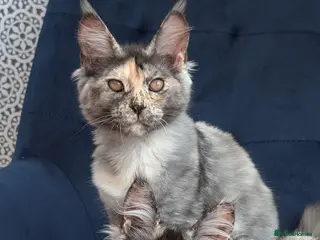 Maine Coon cats for sale: Pedigree Maine coons kittens Tica registered - Advert 2