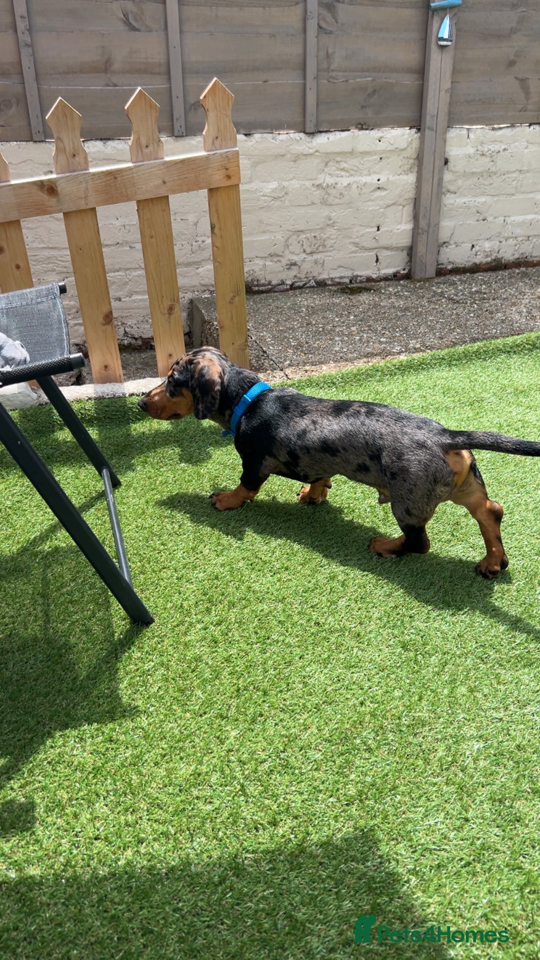 Dachshund dogs for sale: 7 month old dachshund male  - Image 5