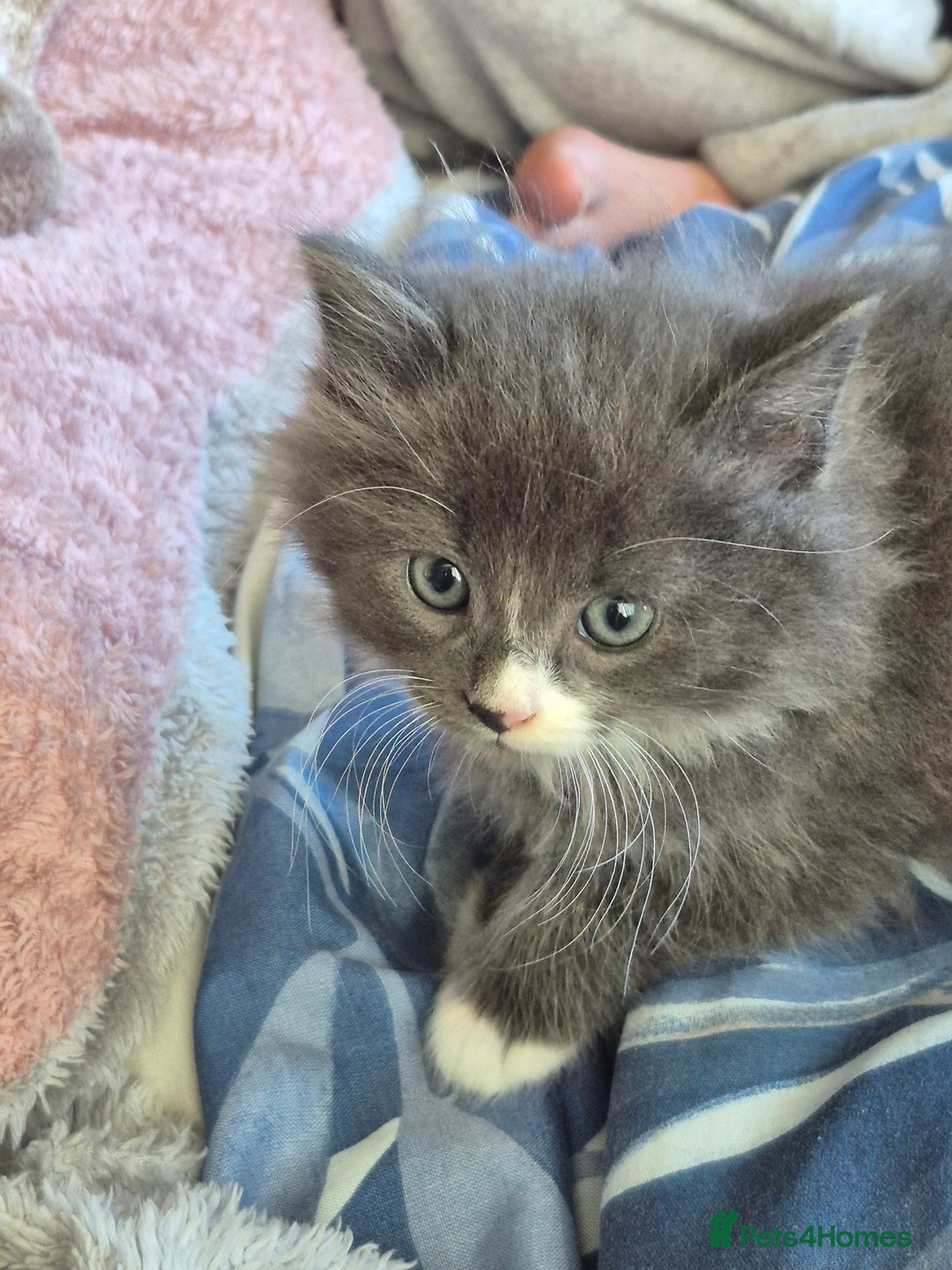 Mixed Breed cats for sale: Beautiful fluffy kittens - Image 11