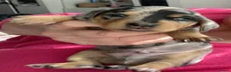 Miniature Dachshund dogs for sale: Ryan Goddard  in Llanelli - Advert 12