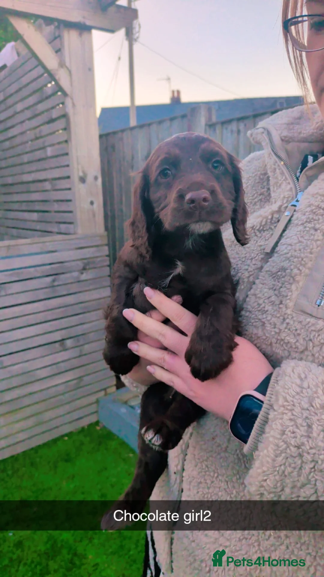 Cocker Spaniel dogs for sale: Working Cocker spaniel puppies  - Advert 8