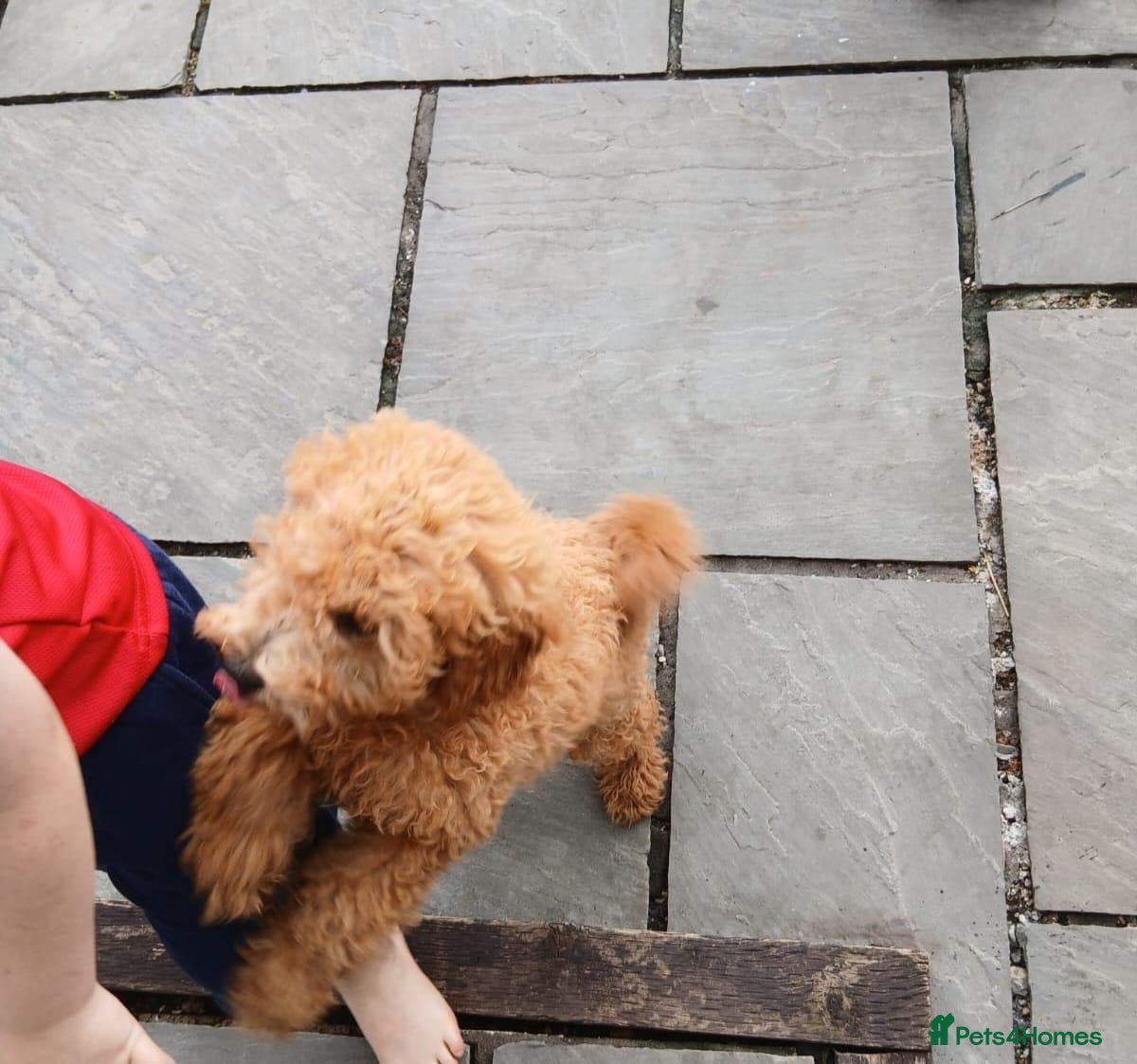 Cavapoo dogs Beautiful cavapoo puppy  - Advert 1