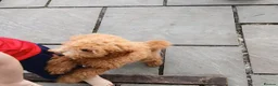 Cavapoo dogs for sale: Beautiful cavapoo puppy  - Advert 1