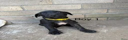Staffordshire Bull Terrier dogs for sale: 9 Staff puppies - Advert 10