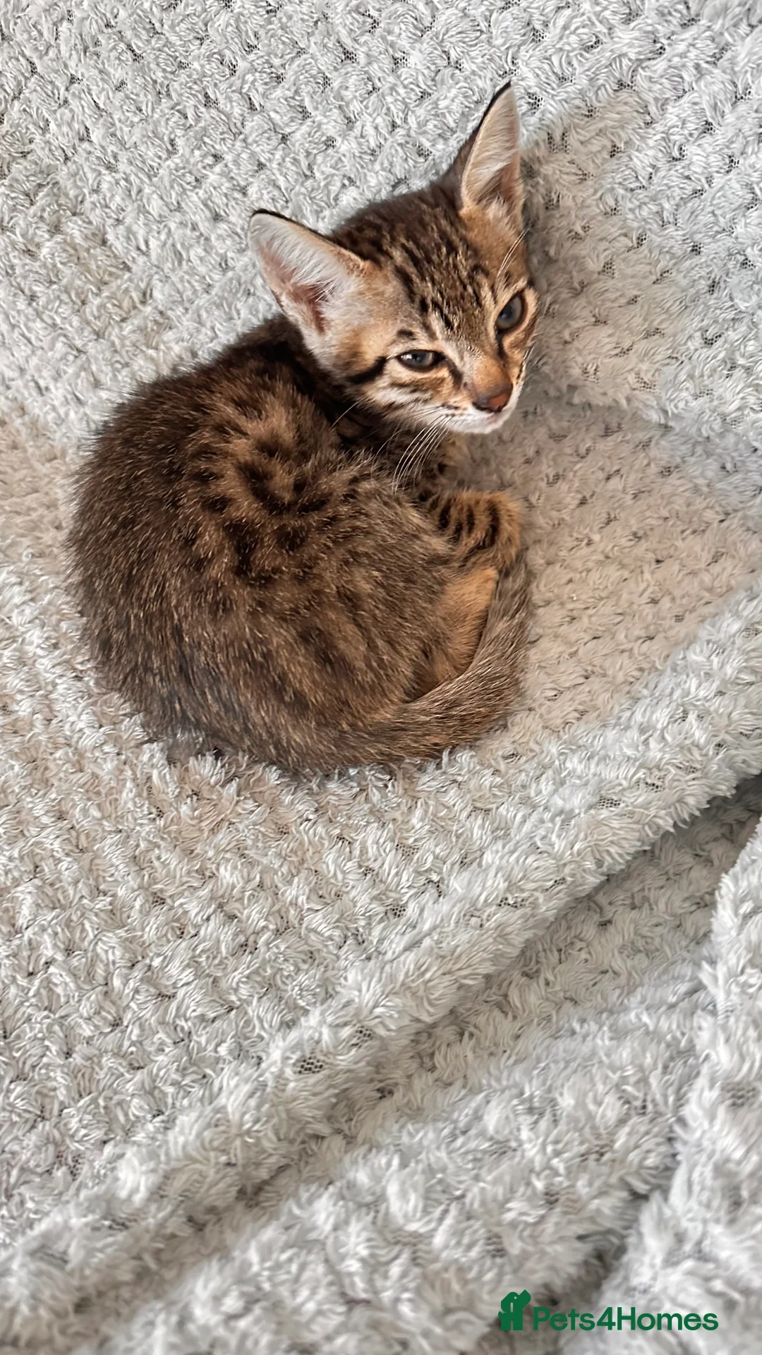 Savannah cats for sale: Stunning F3 Savannahs Last spotted girl - Advert 31