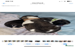 Akita dogs for sale: Beautiful American Akita Puppies  - Advert 6