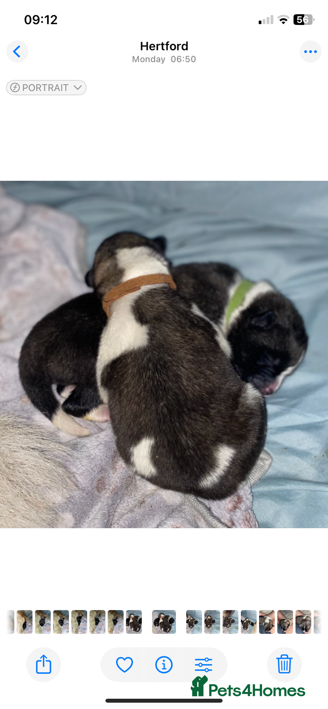 Akita dogs for sale: Beautiful American Akita Puppies  - Advert 6