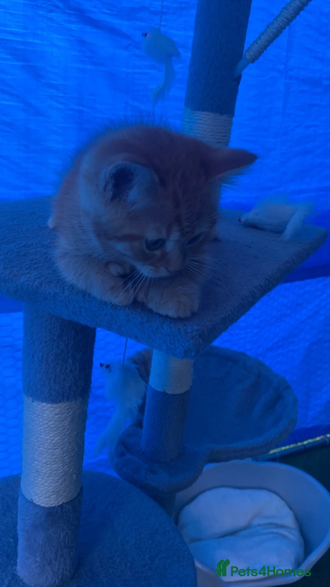 Mixed Breed cats for sale: British shorthair X boy kitten - Advert 2