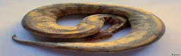 Python Snake reptiles for sale: Male and Female Ball Pythons - Advert 1