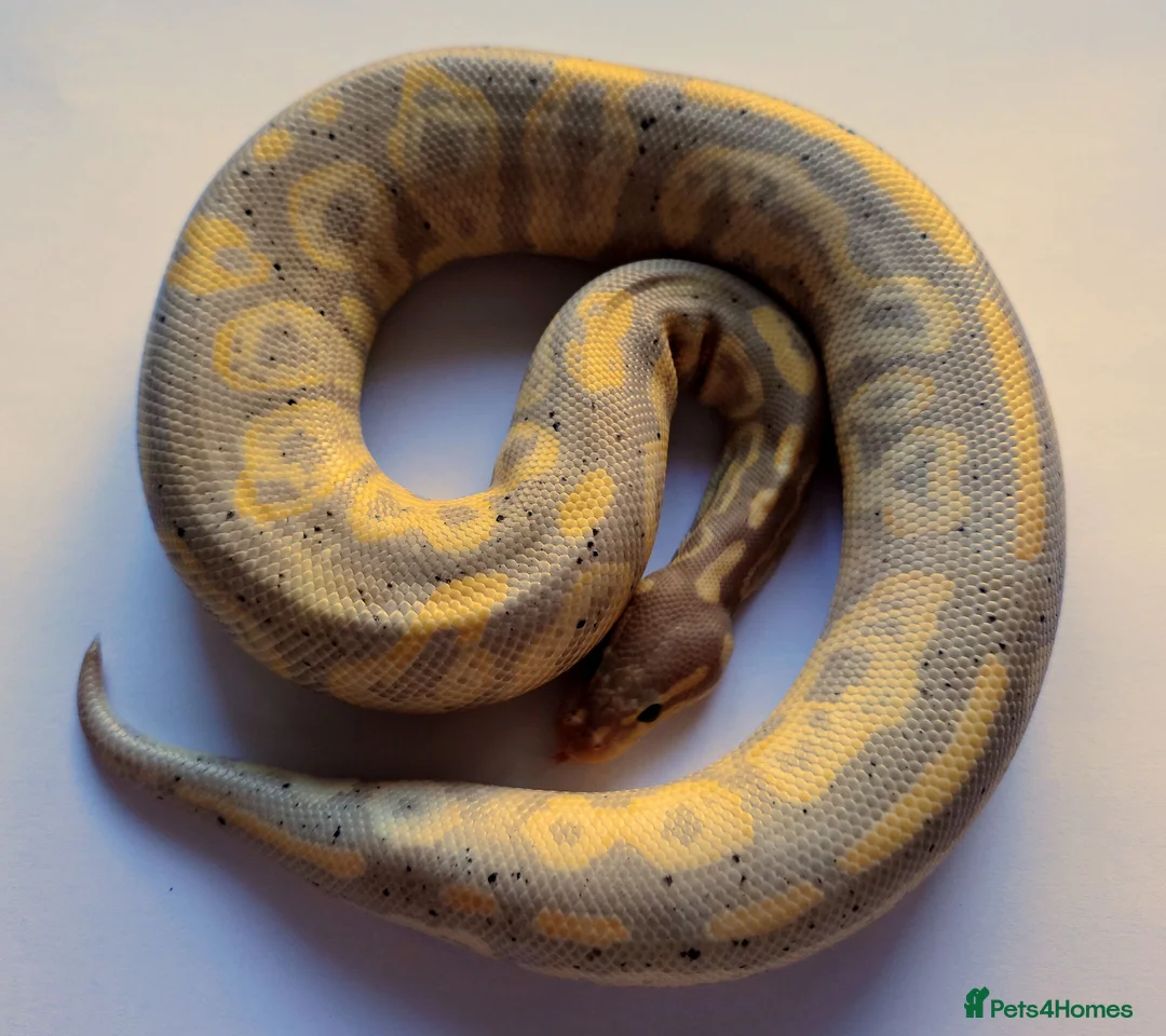 Python Snake reptiles for sale: Male and Female Ball Pythons - Advert 1