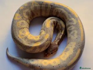 Python Snake reptiles 2023 Male Ball Python (Multiple Genes) - Advert 7