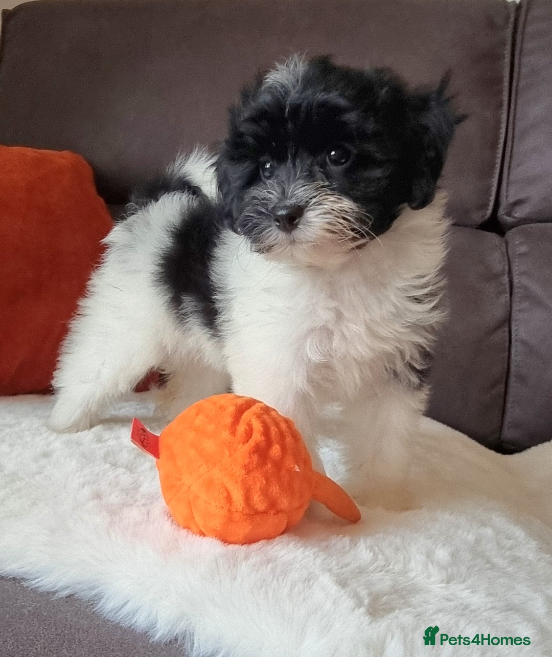 Cockapoo dogs for sale: Best Friend Sofa Companions 🥰 Fully vaccinated  - Image 4