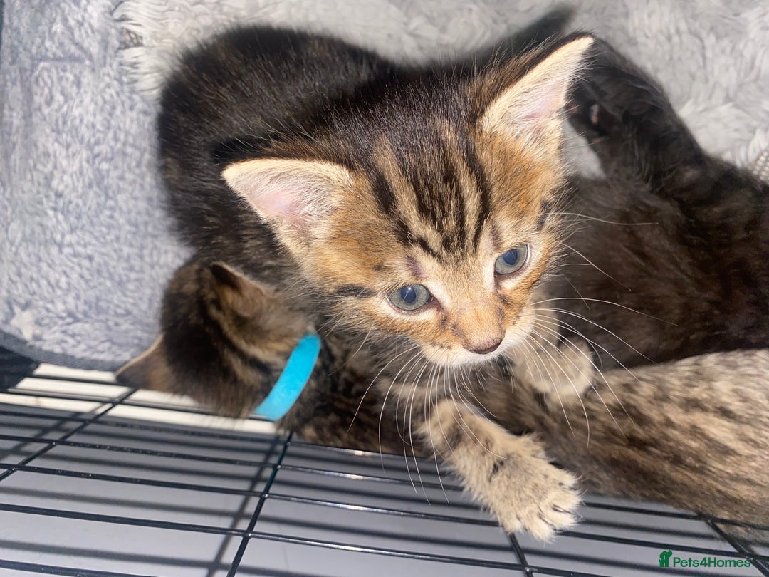 Bengal cats for sale: Litter of five stunning bengal/tabby mix kittens  - Image 5