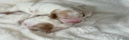 Cocker Spaniel dogs for sale: Show Cocker Spaniels Orange Roan - Advert 3