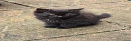 Mixed Breed cats for sale: Domestic longhair  in Bexleyheath - Advert 7