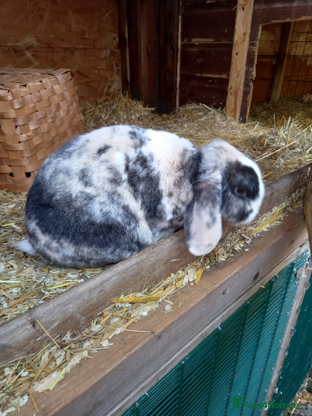 Mini Lop rabbits for sale: Mini plush lops - Image 17