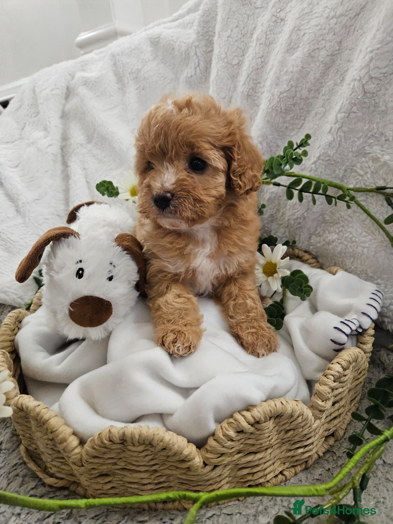Cavapoo dogs Stunning Cavapoos 2 Rare Chocolate - Advert 12