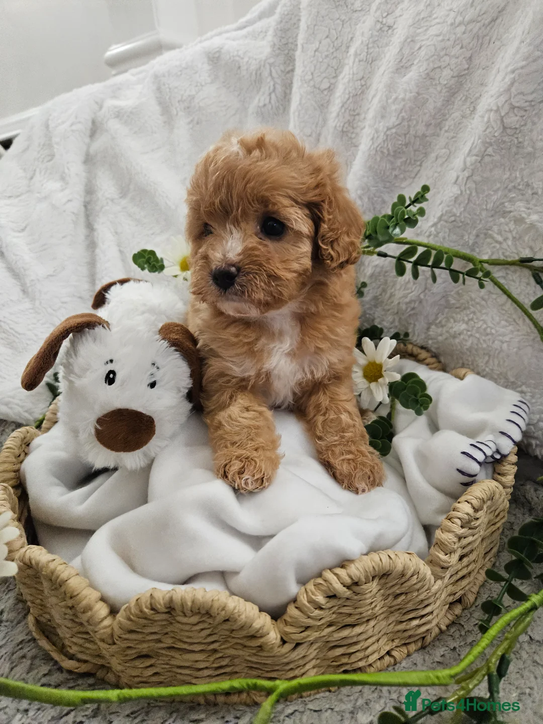Cavapoo dogs for sale: Stunning Cavapoos 2 Rare Chocolate - Advert 2