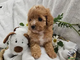 Cavapoo dogs Stunning Cavapoos 2 Rare Chocolate - Advert 7