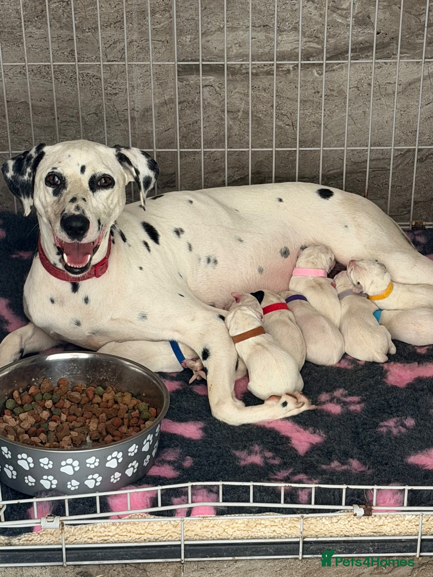 Dalmatian dogs 🏆🐾TOP QUALITY! BORN! TODAY! 29th sep  🐾🏆 - Advert 1
