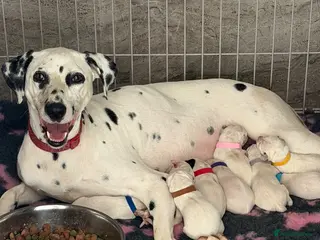 Dalmatian dogs 🏆🐾TOP QUALITY! BORN! 29th sep 🐾🏆 - Advert 1