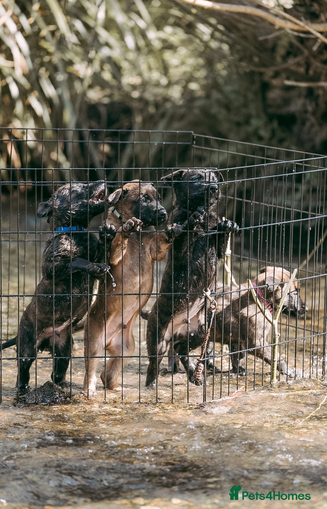 Belgian Shepherd Dog dogs for sale: Champion lines Dutch herder / Malinois puppies  - Advert 1