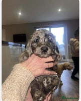 Mixed Breed dogs Doxipoo 1 male 3 female 5 weeks old - Advert 1