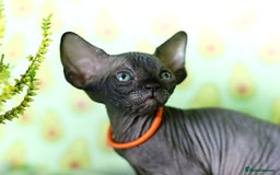 Sphynx cats for sale: Bloodline Sphynx Kittens  - Image 21